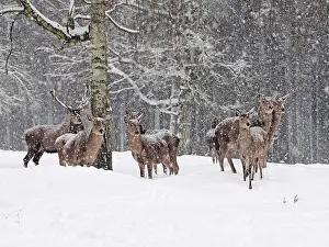 Snowfall: 80200486 Red Deer - stags and hinds standing at