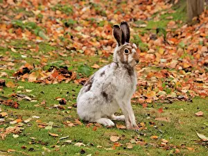 Changing: 80200487 Alpine / Mountain Hare - changing color