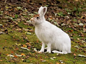 Changing: 80200488 Alpine / Mountain Hare - changing color