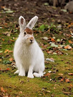 Changing: 80200489 Alpine / Mountain Hare - changing color