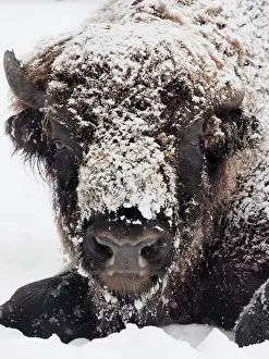 Wisent: 80200490 European Bison - bull close up covered