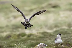 Skua: 80200496 Arctic Skua / Parasitic Jaeger - in flight
