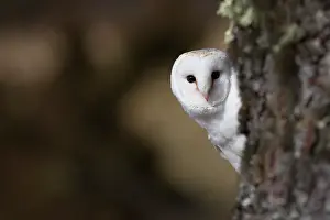 Appearing: 80200500 Barn Owl - appearing from behind tree Scotland