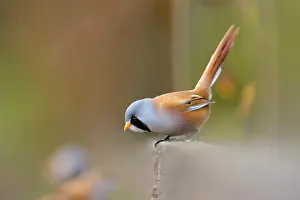 Somerset: 80200501 Bearded Tit / Reedling - male Somerset