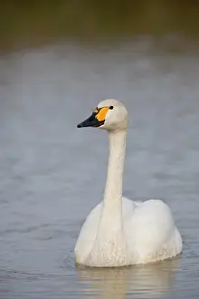Bewick: 80200503 Bewick Swan Cornwall, UK Cygnus columbianus