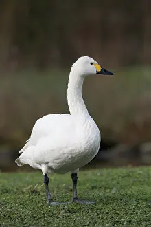 Bewick: 80200504 Bewick Swan Somerset, UK Cygnus columbianus