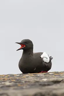 Orkney: 80200506 Black Guillemot - calling Orkney, Scotland