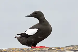 Orkney: 80200507 Black Guillemot Orkney, Scotland, UK Cepphus