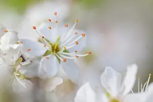 Spinosa: 80200515 Blackthorn Blossom - Spring UK Prunus spinosa