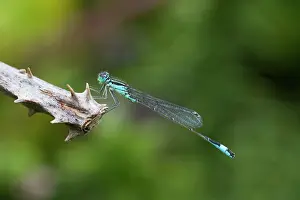 Ischnura: 80200516 Blue Tailed Damselfly Cornwall, UK Ischnura