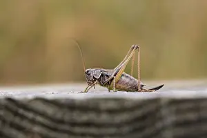 Cricket: 80200517 Bog Bush Cricket Yorkshire, UK Metrioptera