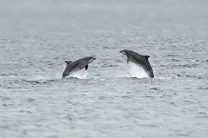 Leap: 80200523 Bottlenose Dolphins Moray Firth, Scotland