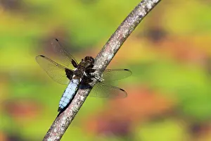 Bodied: 80200524 Broad Bodied Chaser Dragonfly - male Cornwall