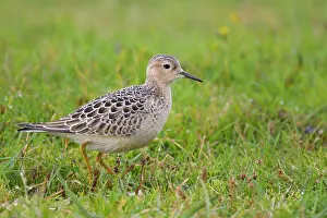 Buff: 80200526 Buff Breasted Sandpiper UK Tryngites subruficollis