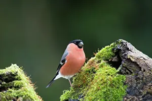 Pyrrhula: 80200527 Bullfinch - male Cornwall, UK Pyrrhula