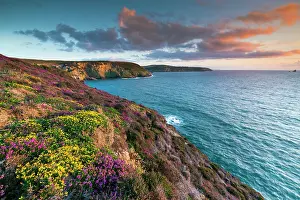 Gorse: 80200539 Seascape Cligga Head, Perranporth, Cornwall