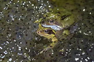 Spawn: 80200541 Common Frogs - paired with frog spawn Cornwall