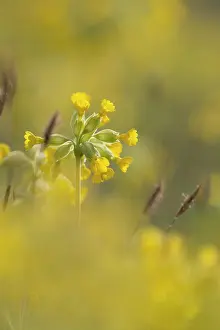 Cowslips: 80200547 Cowslip Flowers - in spring Cornwall, UK