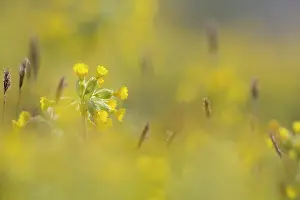 Cowslips: 80200548 Cowslip Flowers - in spring Cornwall, UK