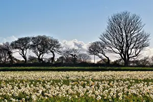 Daffodils: 80200549 Daffodils - crop in spring Cornwall, UK