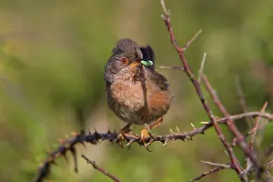 Hold: 80200550 Dartford Warbler - with insect prey Devon