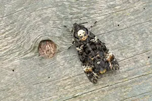 Deaths: 80200551 Deaths Head Hawkmoth - skull pattern UK