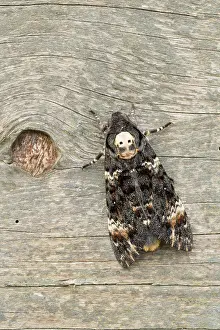 Deaths: 80200552 Deaths Head Hawkmoth - skull pattern UK