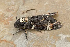Deaths: 80200553 Deaths Head Hawkmoth - skull pattern UK