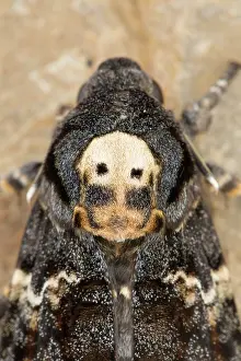 Deaths: 80200554 Deaths Head Hawkmoth - skull pattern UK