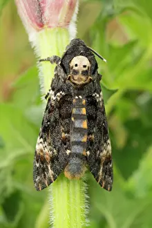 Deaths: 80200555 Deaths Head Hawkmoth - skull pattern UK