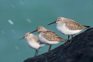 Alpina: 80200556 Dunlin Cornwall, UK Calidris alpina David