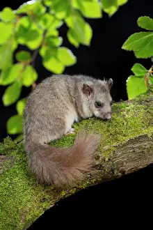Dormouse: 80200557 Edible Dormouse - controlled conditions