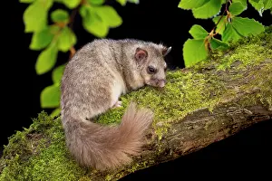 Dormouse: 80200558 Edible Dormouse - controlled conditions