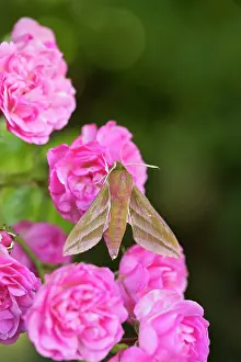 Roses: 80200559 Elephant Hawkmoth - on Roses Cornwall