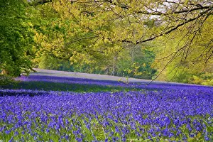 Westcountry: 80200560 Bluebells - in woodland Enys Garden, Cornwall