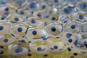 Spawn: 80200562 Common Frog Spawn - Spring UK Rana temporaria
