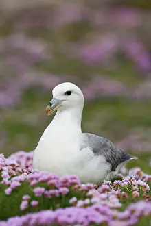 Thrift: 80200563 Fulmar - in Thrift Scotland, UK Fulmarus