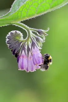 Bumblebee: 80200564 Garden Bumblebee - on Comfrey Scotland