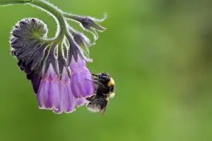 Bumblebee: 80200565 Garden Bumblebee - on Comfrey Scotland