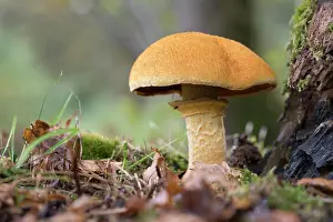 Toadstool: 80200566 Giant Flame Cap Mushroom - Autumn Cornwall