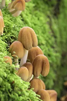 Toadstool: 80200567 Glistening Ink Cap Mushroom - Autumn Cornwall