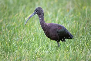 Glossy: 80200568 Glossy Ibis Cornwall, UK Plegadis falcinellus