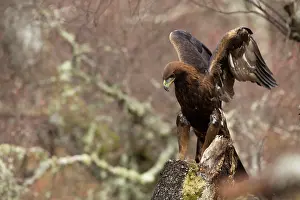 Raised: 80200572 Golden Eagle - with wings raised Scotland