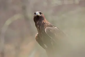 Aquila: 80200573 Golden Eagle - portrait Scotland, UK Aquila