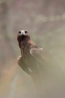 Aquila: 80200574 Golden Eagle - portrait Scotland, UK Aquila
