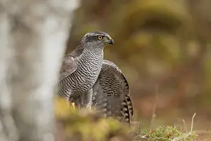 Accipiter: 80200575 Goshawk - female Scotland, UK Accipiter