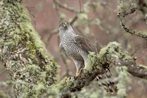 Accipiter: 80200576 Goshawk - female Scotland, UK Accipiter