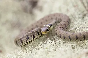 Natrix: 80200577 Grass Snake - in Lichen Hampshire, UK Natrix