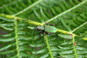Frond: 80200578 Green Tiger Beetle - on Frond Yorkshire