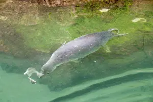 Newquay: 80200580 Grey Seal - swimming Newquay, Cornwall